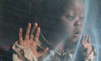 Mosquitoes in 18 states ‘develop resistance to insecticide nets’
