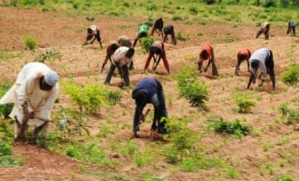 Ebonyi to partner with 50,000 farmers ‘to eradicate hunger’