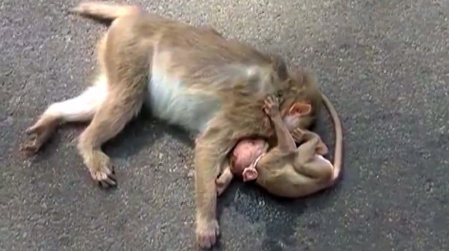 Inconsolable baby monkey mourns dead mother