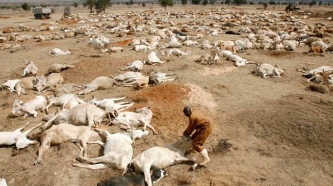Devastating drought kills two million animals in Ethiopia