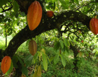 Nigeria’s light-crop cocoa output may rise 20% on rainfall, chemicals, farmers say