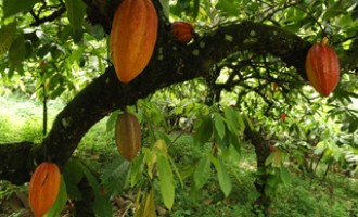 Nigeria’s light-crop cocoa output may rise 20% on rainfall, chemicals, farmers say