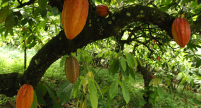 Nigeria’s light-crop cocoa output may rise 20% on rainfall, chemicals, farmers say