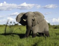 More innovation, collaboration needed to protect elephants in Nigeria, says Wild Africa Fund