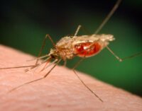 Nigeria ‘needs private sector intervention’ to eliminate malaria