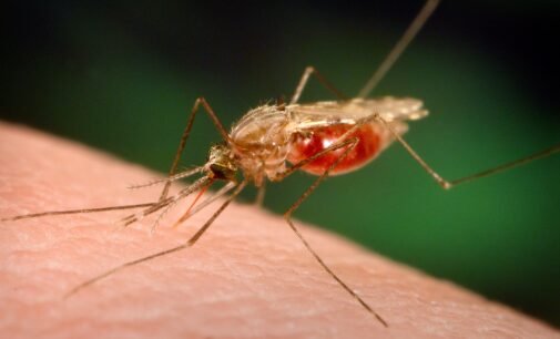 WHO: Nigeria can save 10,000 lives with malaria control