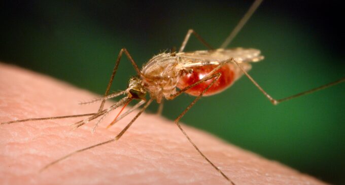Good Lord! The malaria vaccine is finally here