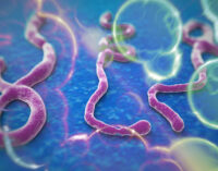Ebola virus ‘present in semen after 6 months’