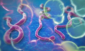 Still on the Ebola Virus Disease