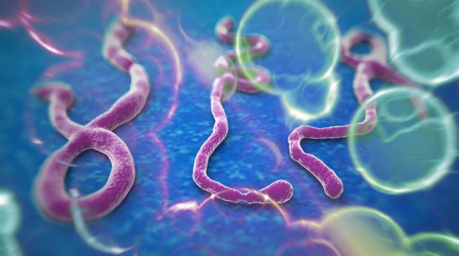 Still on the Ebola Virus Disease