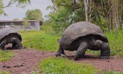 World’s biggest Tortoise can live up to 120 years