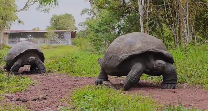 World’s biggest Tortoise can live up to 120 years