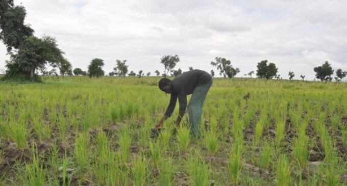 Banks to get agric loan from CBN at 2% and give to farmers at ‘maximum 9%’