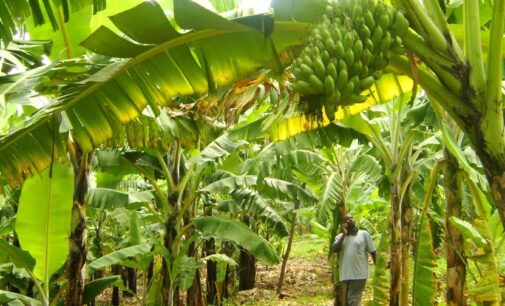 BoI supports agro processors with N5bn loan
