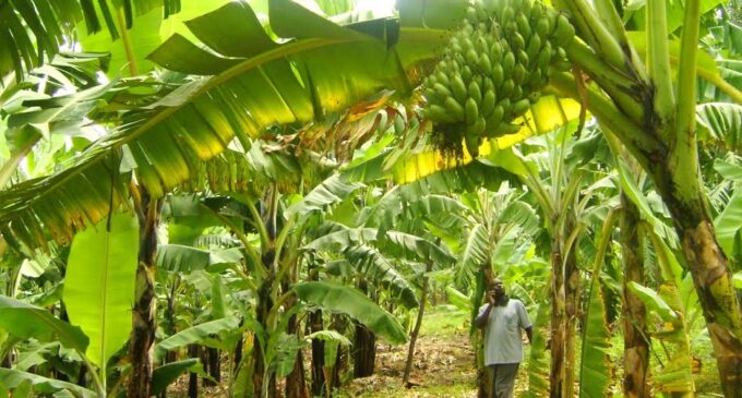 BoI supports agro processors with N5bn loan