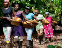 Akinwunmi: Cocoa production to increase by 56 per cent