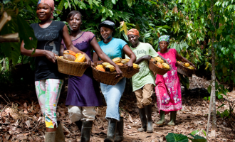 Akinwunmi: Cocoa production to increase by 56 per cent