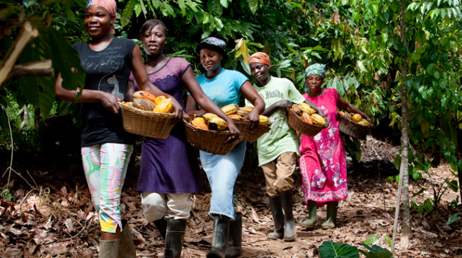 Cocoa production and processing in Nigeria: Need for a stimulus