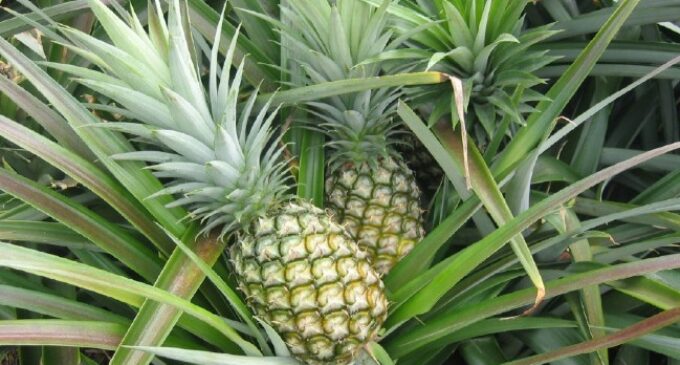 Enugu pineapples ‘going to Europe’ this year