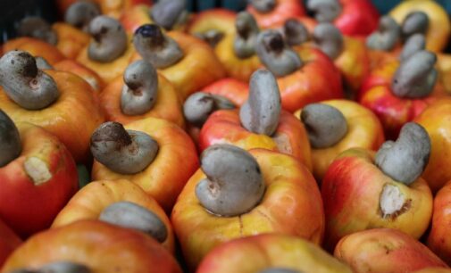 Nigeria to benefit from $60m Prosper Cashew project