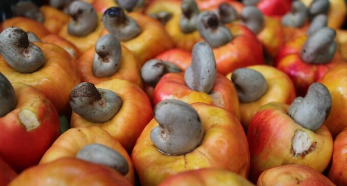 NEPC: FG to generate $500m from cashew export in 2023