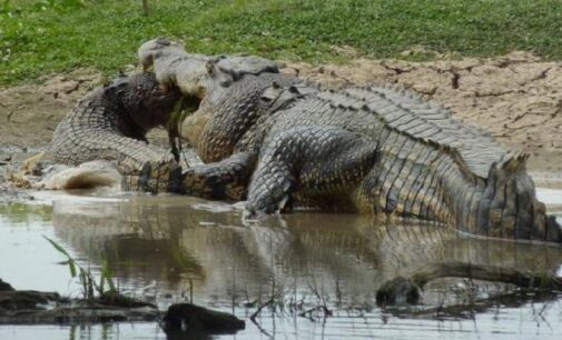 EXTRA: Lions, crocodiles attack ‘insurgents’ in Mozambique 