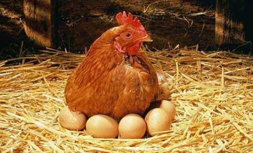 Lawyer in court for killing hen and breaking 19 eggs