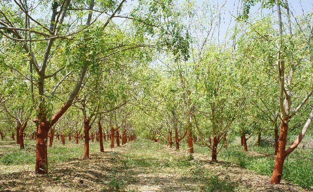 Moringa Oleifera Tree