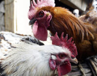 Hong Kong suspends import of poultry products from France over bird flu