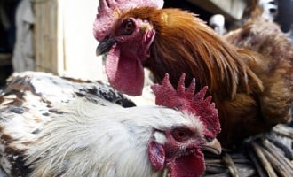 Hong Kong suspends import of poultry products from France over bird flu