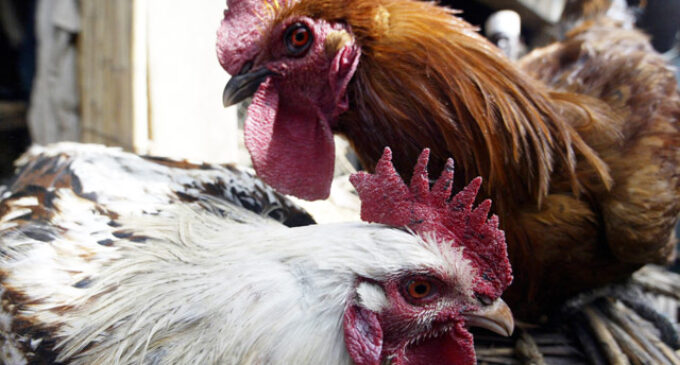 Kano farmers: We lost over N500m to recent bird flu outbreak