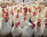 Bird flu outbreak recorded in 7 states, says NCDC