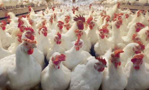 60, 000 birds affected in fresh bird flu outbreak in Lagos