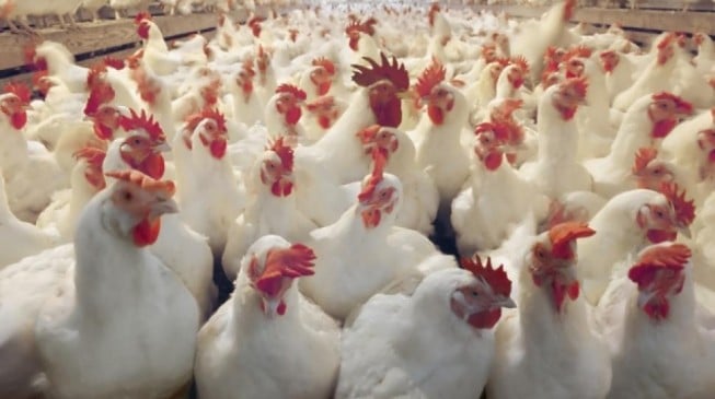 Lagos confirms outbreak of bird flu at Badore