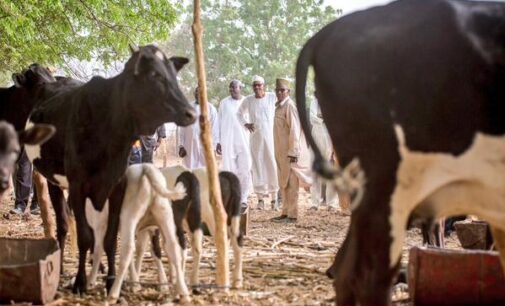 Buhari visits his Katsina farm