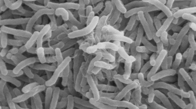 ‘175 killed, 10,000 hospitalised’ in fresh Cholera outbreak in north-east