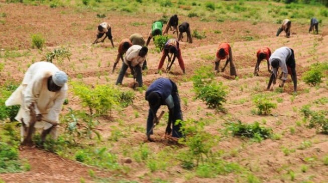 Ebonyi to partner with 50,000 farmers ‘to eradicate hunger’