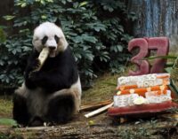 World’s oldest Panda in captivity celebrates 37th birthday