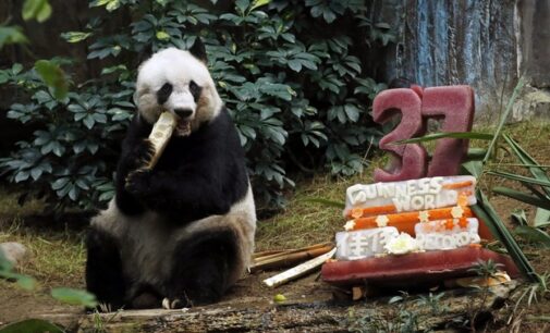 World’s oldest Panda in captivity celebrates 37th birthday