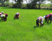 78,500 Kebbi farmers repay N1bn CBN loan