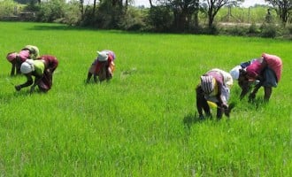 78,500 Kebbi farmers repay N1bn CBN loan
