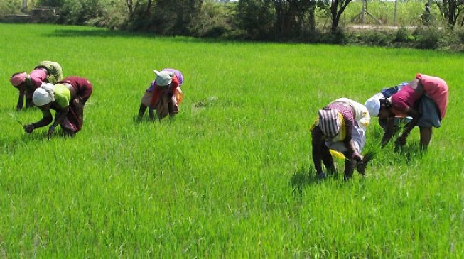 Economy: Forget oil, face agriculture