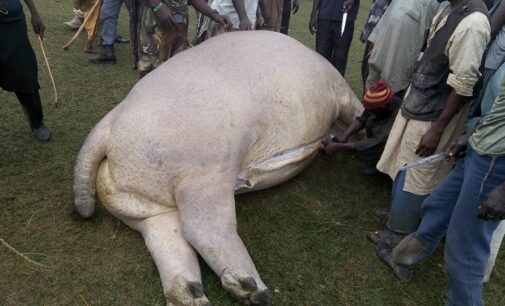 Gombe villagers kill hippopotamus, share meat