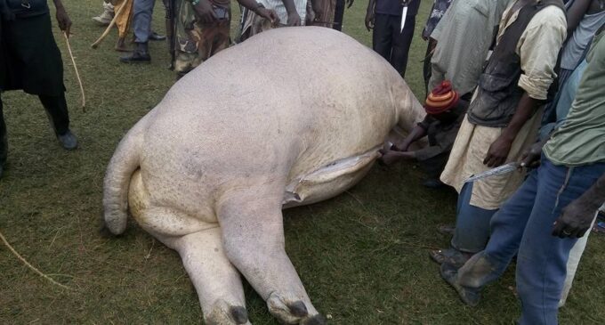 Gombe villagers kill hippopotamus, share meat