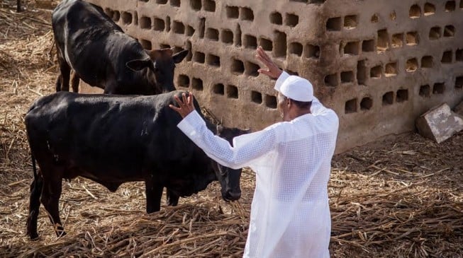 POLL: Should Buhari give Fulani herdsmen the IPOB treatment?
