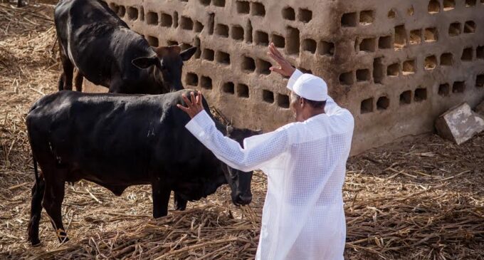 POLL: Should Buhari give Fulani herdsmen the IPOB treatment?