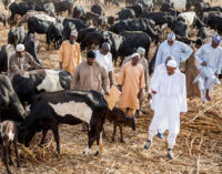Atiku: Buhari’s cows are always 150… he has never run a successful business