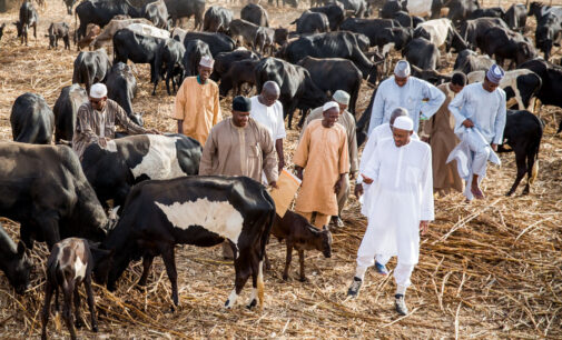 Atiku: Buhari’s cows are always 150… he has never run a successful business