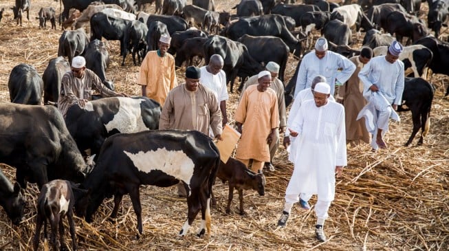 Mud houses, 5 horses, 270 cattle and N30m in the bank… Buhari’s assets revealed