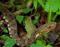 Snake kills 250 in Gombe, Plateau